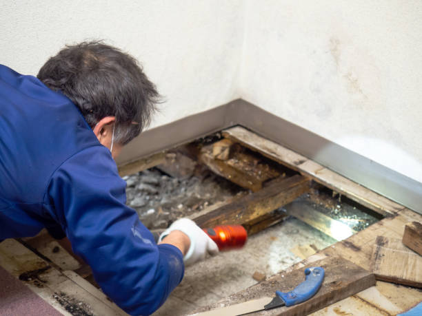 Professional Mold Removal in Bystrom, CA