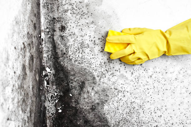 Best Toxic Mold Removal  in Bystrom, CA