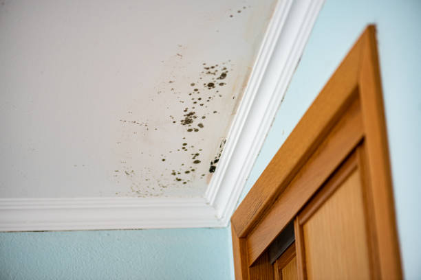Best Residential Mold Removal  in Bystrom, CA