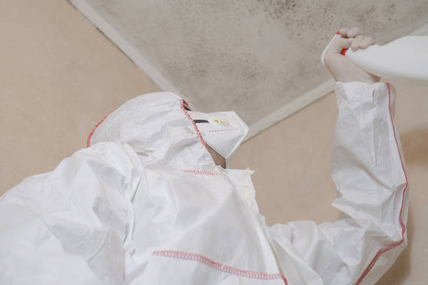 Best Best Mold Removal Companies  in Bystrom, CA