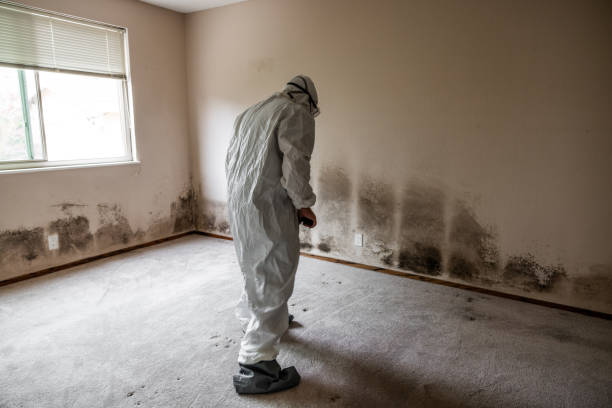 Best Attic Mold Removal  in Bystrom, CA