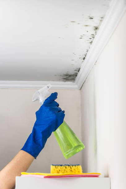 Best Commercial Mold Removal  in Bystrom, CA
